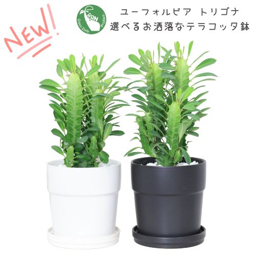 数量限定販売】多肉植物 ユーフォルビア トリゴナ (サイウンカク) 4号