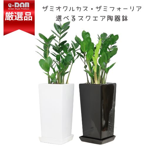 【金運アップの観葉植物】ザミオ　2個セット 金運アップの観葉植物】ザミオ 2個セット