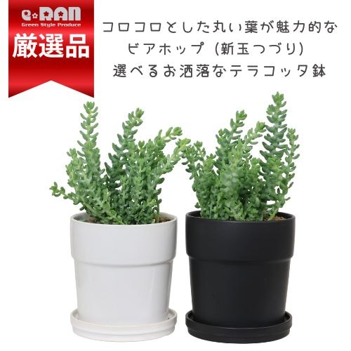 数量限定販売】多肉植物 ビアホップ(新玉つづり) 選べるテラコッタ鉢
