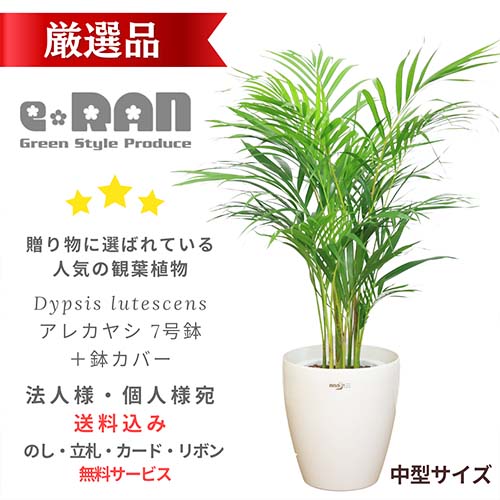 ソテツに似ている落葉樹