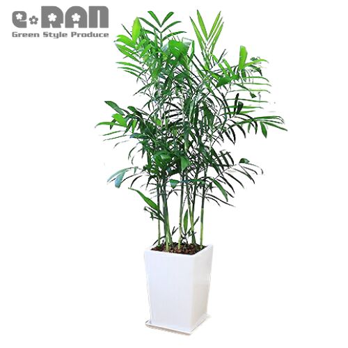 中型ヤシ科観葉植物 黒色鉢 観葉植物の専門店 彩植健美 - ヤシの木｜Yahoo!ショッピング