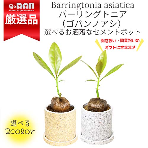 3鉢 八重山諸島の希少植物 ゴバンノアシ バリントニア  4寸 希少植物“バーリングトニア”鉢植え』ゴバンノアシ バリントニア