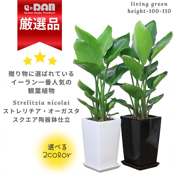 観葉植物 ストレリチア オーガスタ 高さ約100cm前後 スクエア 陶器鉢