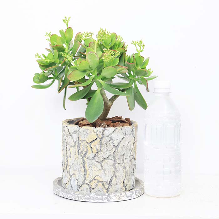 多肉植物 金のなる木 桜花月 さくらかげつ 選べるセメントポット 5号鉢