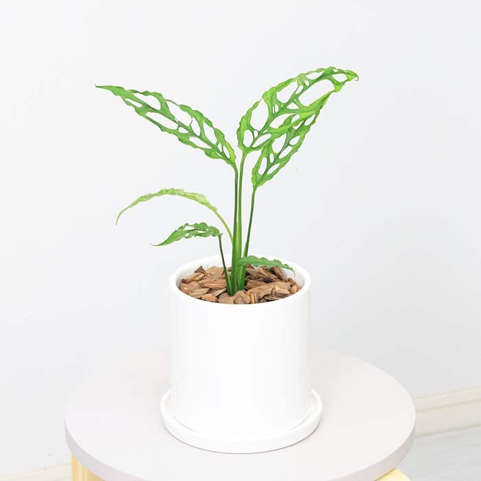 数量限定販売】観葉植物 モンステラ オブリクア ペルー 陶器鉢 数量限定販売】観葉植物 モンステラ オブリクア ペルー 陶器鉢
