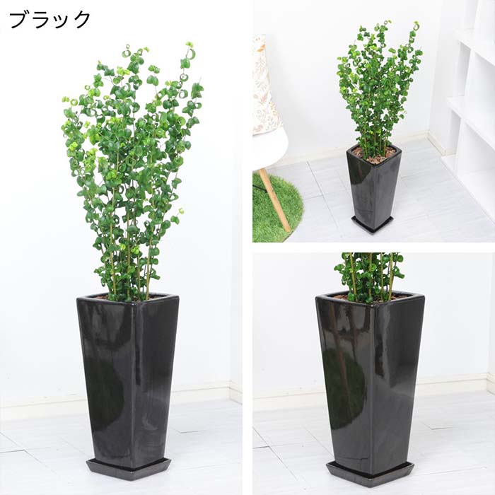 数量限定販売】観葉植物 ベンジャミン バロック 高さ約90cmタイプ