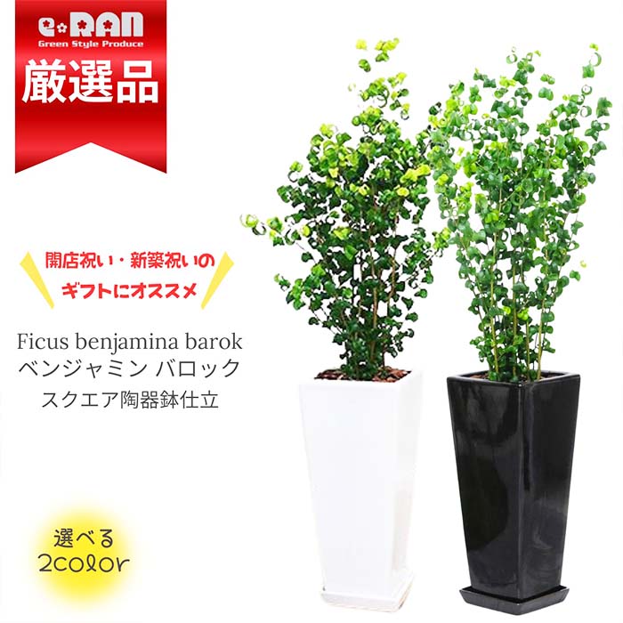 フィカス　ベンジャミンバロック　天然苔仕立て　アンティーク調陶器鉢　植え込み発送 フィカス ベンジャミン バロック 天然苔仕立て 陶器鉢 植え込み発送