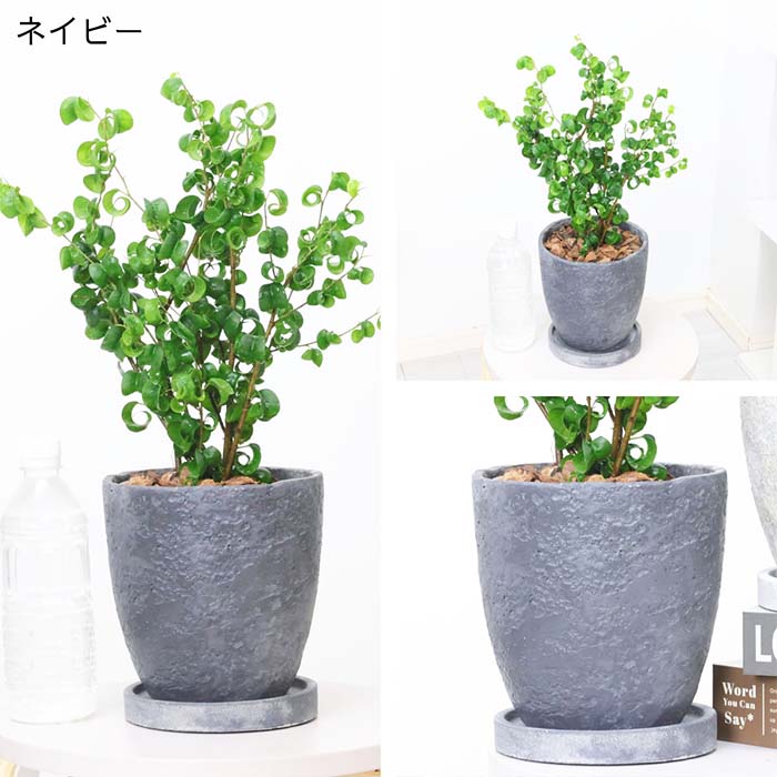 【月末20％オフセール】 フィカス ベンジャミン バロック 180cm 000000008478_3_KIQRgSn.jpg