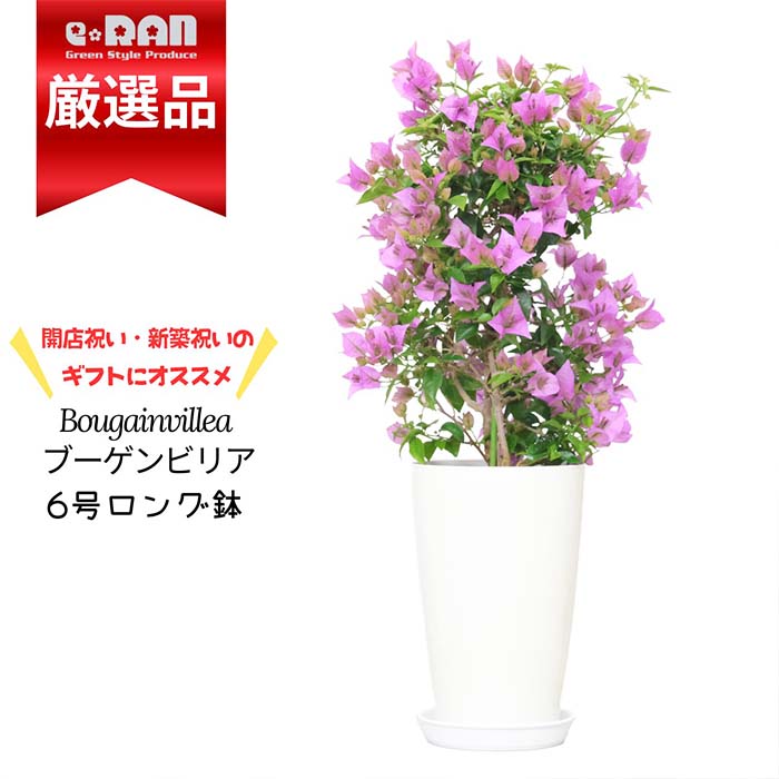 ブーゲンビリア…No85 鉢ごと発送‼️ 数量限定販売】産直直送 花