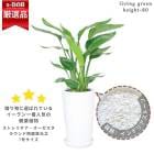 ȥ  3Ω 饦ƫȭ   ⤵80cm 7極 ƥꥢȡդڿ̸