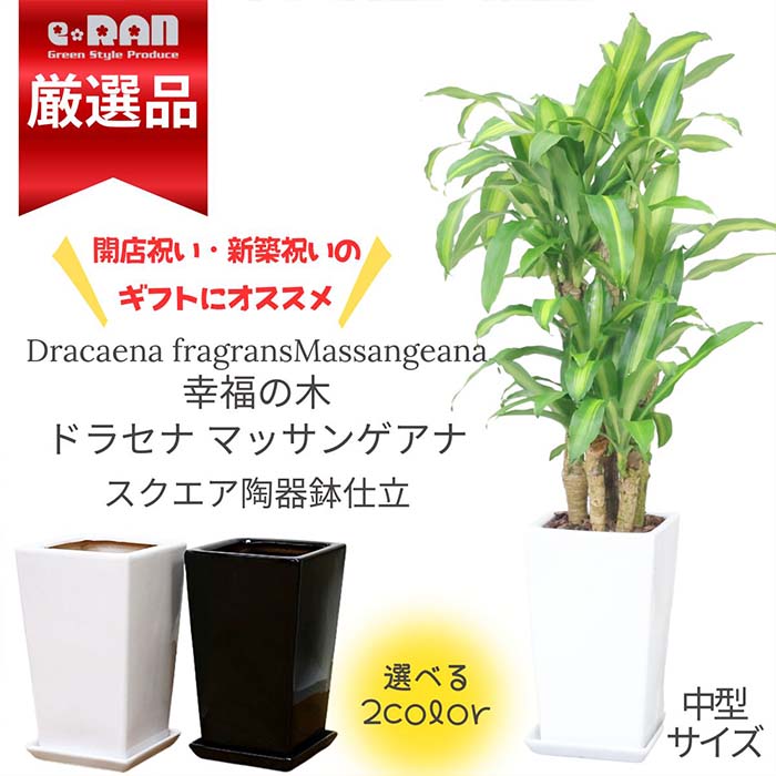 まっさん様専用です。 まっさん様専用です。