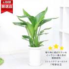 ͵Υȥ  7ȭ 3Ω   ⤵75cm 7極 տʪ 礭  ڿ̸