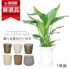 ڿ̸ ȥ  7ȭ ⤵75cm ٤ȭС  7極 տʪ ˳Ļ