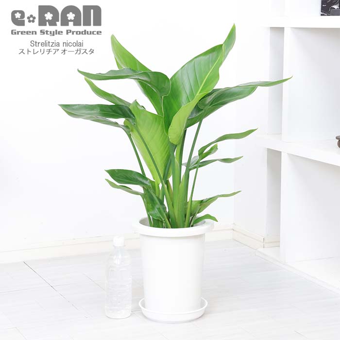 数量限定販売】 ストレリチア オーガスタ 7号鉢 高さ約75cm 選べる鉢