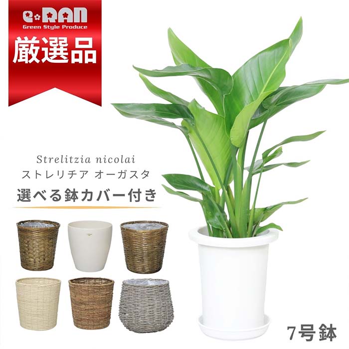 数量限定販売】 ストレリチア オーガスタ 7号鉢 高さ約75cm 選べる鉢