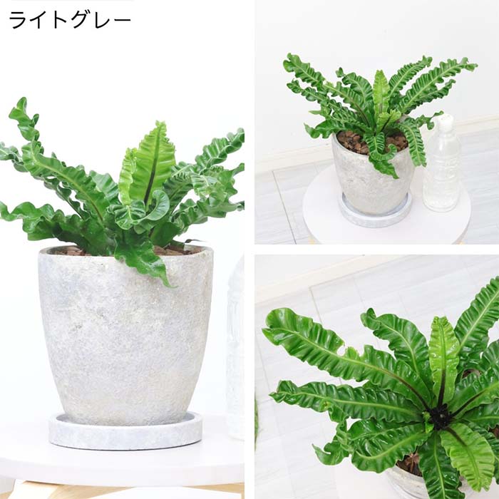 観葉植物寄植え　着生エアープランツ アスプレニウム壁掛け植物 観葉植物寄植え 着生エアープランツ アスプレニウム壁掛け植物