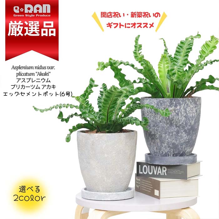 【数量限定販売】観葉植物 シダ アスプレニウム アカキ 高さ約25～35cm 選べるエッグセメントポット 6号サイズ | すべての商品 ...