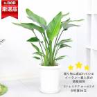 ڿ̸ۥȥ  8ȭ  ⤵75cm  3Ω տʪ