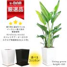 տʪ 緿 10 ȥ  ⤵150cm160cm 23Ω ƫȭ ٤ȭο  ڿ̸