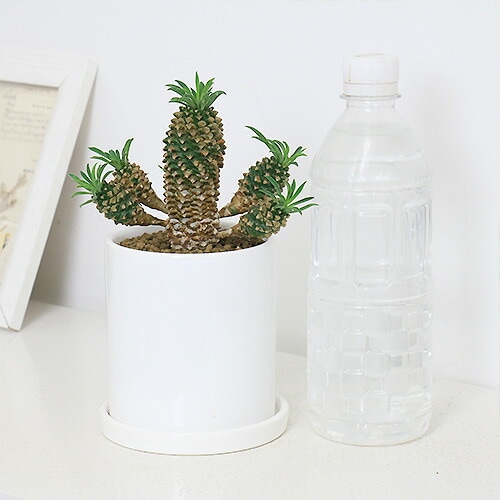 数量限定販売】多肉植物 小鉢 ユーフォルビア ソテツキリン 子株
