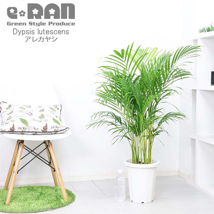 観葉植物 ヤシ アレカヤシ 8号鉢 高さ約100cm前後タイプ あれかやし 