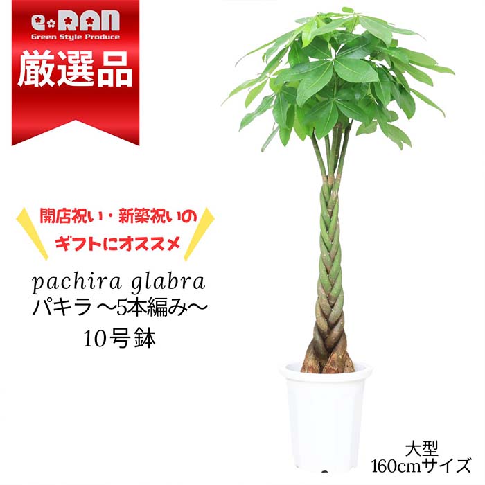 ڿ̸۴տʪ 緿 Ѥ  5Ԥ ѥ 10ȭ ⤵160cm׿͵ 