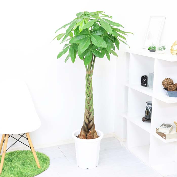 ◇【自社配送or引取限定】 本物　大型　観葉植物　パキラ　約220cm　白鉢 ◇【自社配送or引取限定】 本物 大型 観葉植物 パキラ 約220cm 白鉢