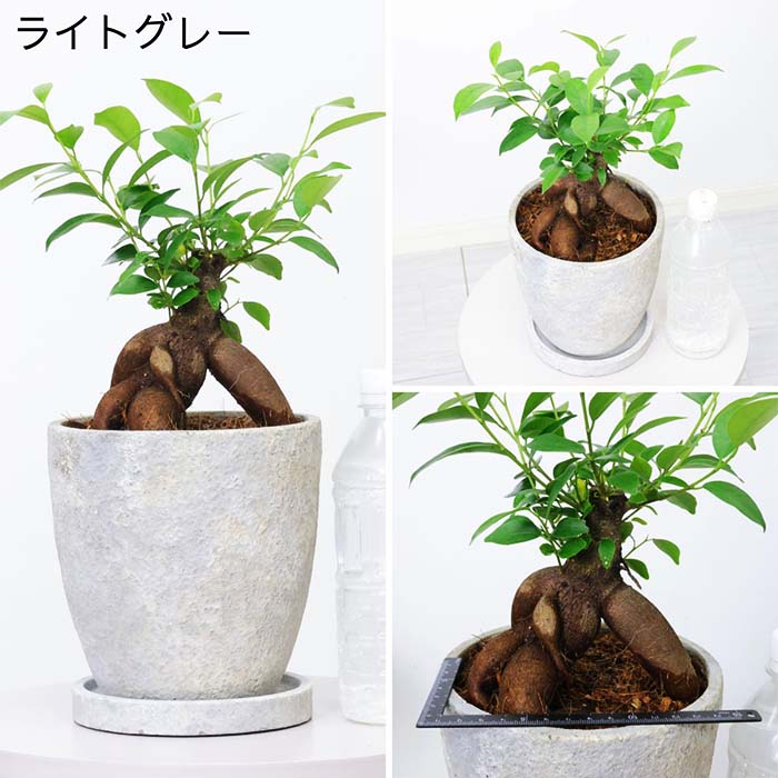 パンダガジュマル接木7号約50センチ前後