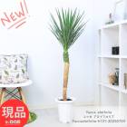 տʪ  å եꥢ ⤵131cm 8ȭ ɥ饤ǥ ꥫ󥹥 ڸȯ