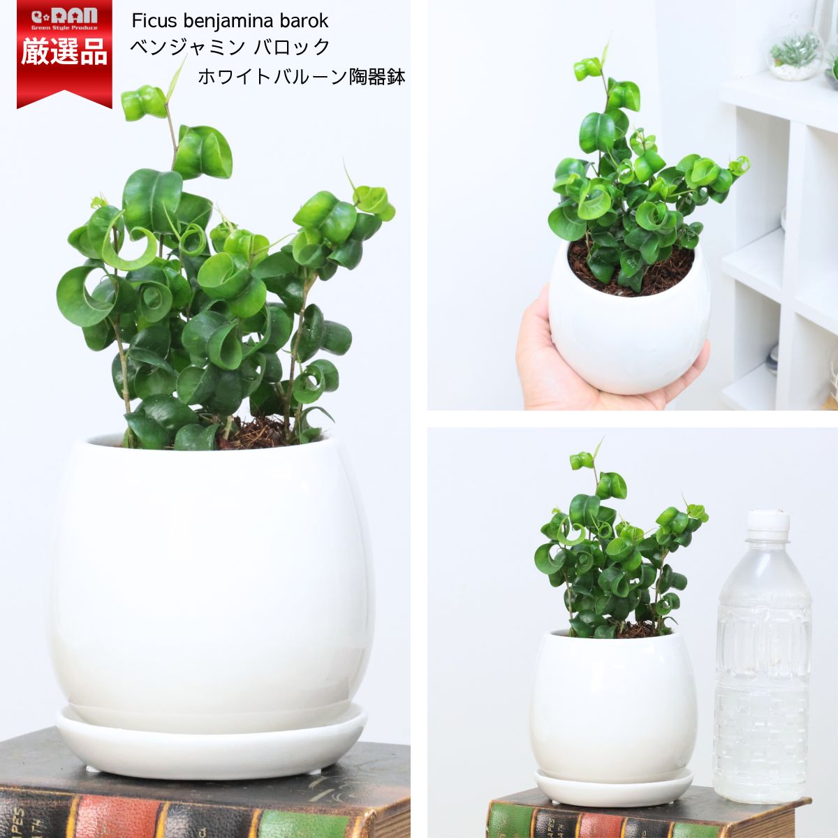 限定数販売品】人気 ベンジャミン バロック 高さ約20～25cm前後 3～4号
