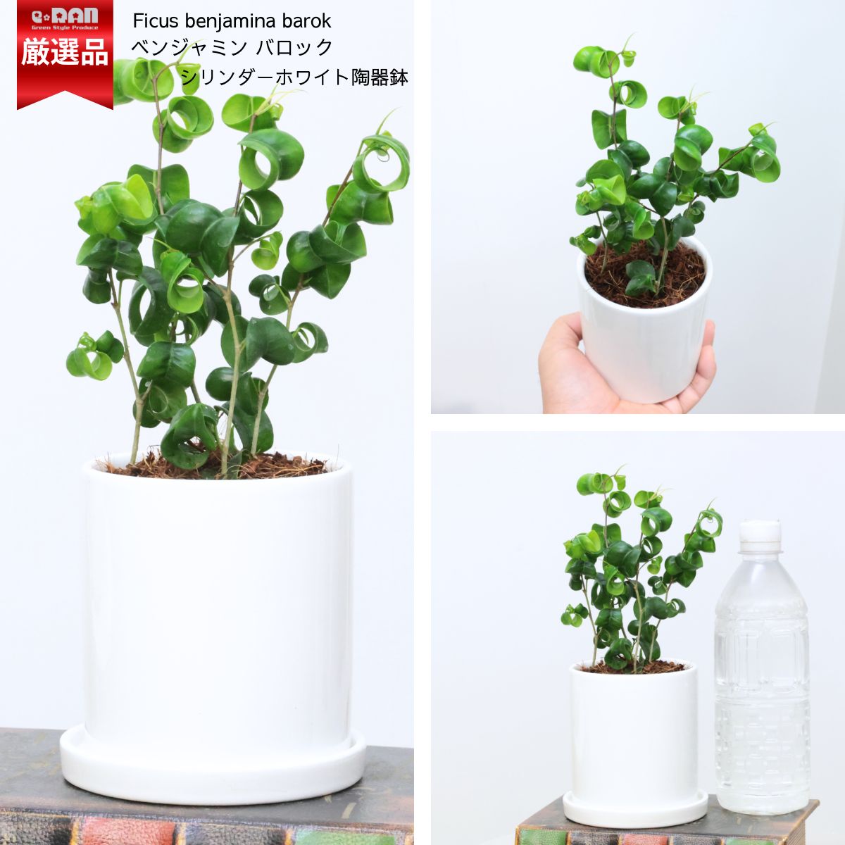限定数販売品】人気 ベンジャミン バロック 高さ約20～25cm前後 3～4号