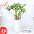 꺤ʴ夬 åХ 㥤 ʥɥ ⤵80cm ƫȭ 8極 տʪ  ڸȯ