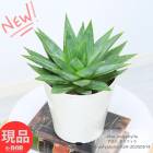 꺤 Ķ쥢 ¿ʪ   ݥե 5ȭ ⤵24cm Aloe polyphylla ѥ륢ڸȯ