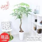 緿  ѥ ߥ륭  ⤵160cm ƫȭ 9極 տʪ   դ ڸȯ