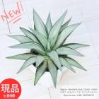 ¿ʪ  ǥƥ åС 7ȭ ⤵38cm Agave desmettiana Quick silver  ڸȯ