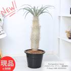 Ķ ʪ ѥݥǥ  10ȭ ⤵88cm 곦  ֤̥Ū ¿ʪ ڸȯ