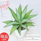 ¿ʪ  ǥƥ åС  7ȭ ⤵40cm Agave desmettiana Quick silver ڸȯ
