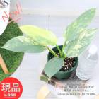 쥢ʼ  եǥɥ С᥿ Хꥨ  4ȭ ⤵30cm  դڸȯ