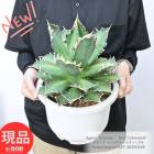 ݥ2ܡ¿ʪ   Υ åɥåȥ ⤵37cm ץ饹å8ȭ ڸȯ