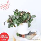 ʪ  桼եӥ ե󥳥 ⤵28cm 4極 ƫȭΩ 夬  ڸȯ