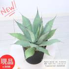 ¿ʪ    ѥ꡼ ȥ󥫡 ⤵41cm 6ȭ ¿ åǥ ɥ饤ǥڸȯ