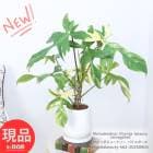 տʪ  եӥ塼ƥ Хꥨ ⤵62cm newåۥ磻ƫȭ 5極 ڸȯ