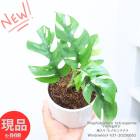 観葉植物 斑入り ヒメモンステラ 高さ約31cm前後 陶器鉢 白 受皿付き 4号サイズ 姫モンステラ ラフィドフォラ属 【現品発送】