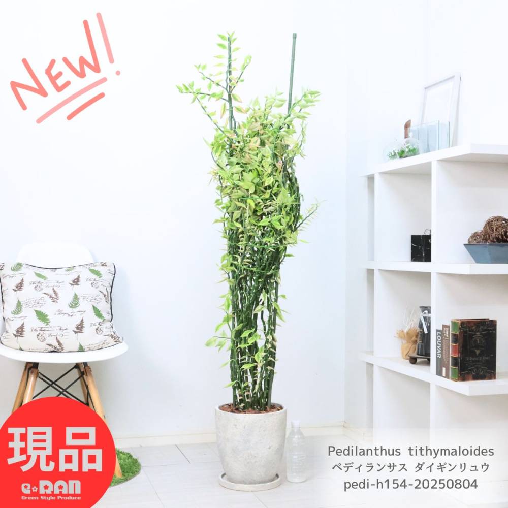 ���տ�ʪ �緿 �ڥǥ���󥵥� ���������奦 (���ζ)  �⤵��154cm ���å������ȥݥå� 8�極���� ���ε ��ε�ڸ���ȯ����