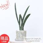 ¿ʪ 󥹥٥ꥢ ϥ꡼ ١ܡХå ⤵50cm ȥݥå 5極  ȥΥ տʪ ڸȯ