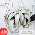 ץ 緿 󥸥 ե  XXXL 35cm ϥ󥮥 ߤ뤹տʪ ڸȯ