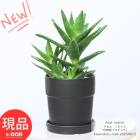 ڸȯ¿ʪ ҳդ Ω (ե䥸祦) ⤵28cm ƥ饳åȭ 4ȭ Aloe nobilis Υӥꥹ տʪɥ饤ǥ 夬  磻ɸ åȾ °  Ƥ䤹 ƥե 