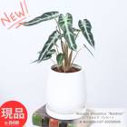 ڸȯ տʪ  Хӡ ⤵37cm  newåۥ磻ƫȭ 5極 ϡȤշ 