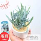 ¿ʪ ͥ ꥪ ֥롼 5Ω ⤵20cm ƫȭ 3極 Curio Blues ͥ Ω ڸȯ