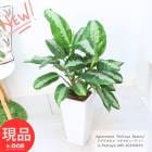 տʪ 饪ͥ ѥӥ塼ƥ ƫȭ ⤵85cm  դ ڸȯ